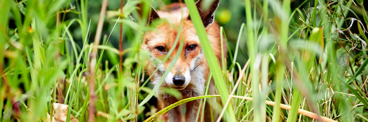 Natural History Museum partners with AWS to restore and protect urban nature